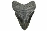 Serrated, Fossil Megalodon Tooth - South Carolina #324270-1